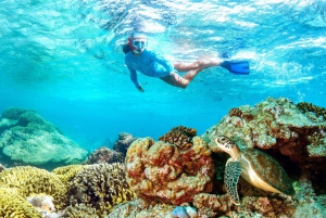 Muscat: Dolphin Watching and Snorkeling Tour