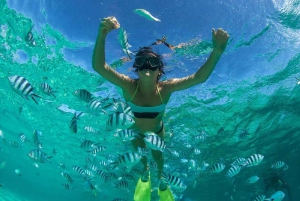 Muscat: Dolphin Watching and Snorkeling Tour