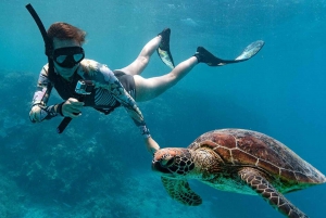 Muscat: Dolphin Watching and Snorkeling Tour