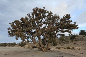Muscat: Nizwa og Al Jabal Al Akhdar Privat tur med frokost