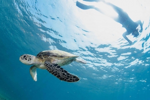 Maskat: Schnorcheltour zu den Daymaniyat-Inseln + BBQ-Mittagessen