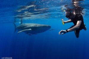 Maskat: Schnorcheltour zu den Daymaniyat-Inseln + BBQ-Mittagessen