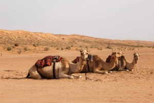 Mascate: excursão guiada em grupo ao deserto de Wahiba e Wadi Bani Khalid