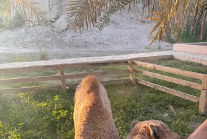 Oman: 4 päivän Wadi, Sur, aavikko, Nizwa ja Muscat -kiertue