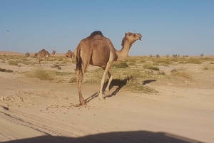 Salalah: Pustynne safari o zachodzie słońca - Rub Al Khali - Pusta Dzielnica