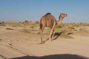 Salalah: Pustynne safari o zachodzie słońca - Rub Al Khali - Pusta Dzielnica