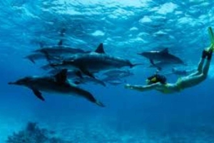 Salalah: nadar com golfinhos com almoço e recolha