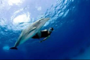 Salalah: nadar com golfinhos com almoço e recolha