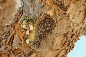 Salalahin piilotetut jalokivet: Salalah: Itä & Länsi seikkailu