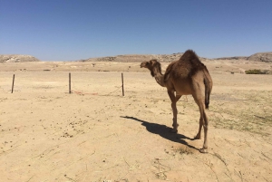 Arena y aromas del Cuarto Vacío: una odisea del incienso