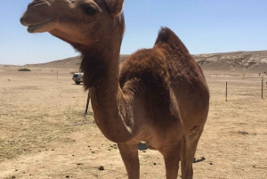Arena y aromas del Cuarto Vacío: una odisea del incienso