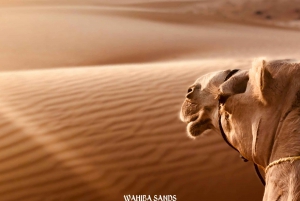 Muscat: tour di Wahiba Sands e Wadi Bani Khalid