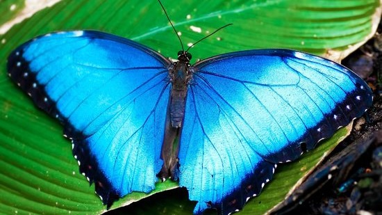 Fjärilshuset El Valle De Anton