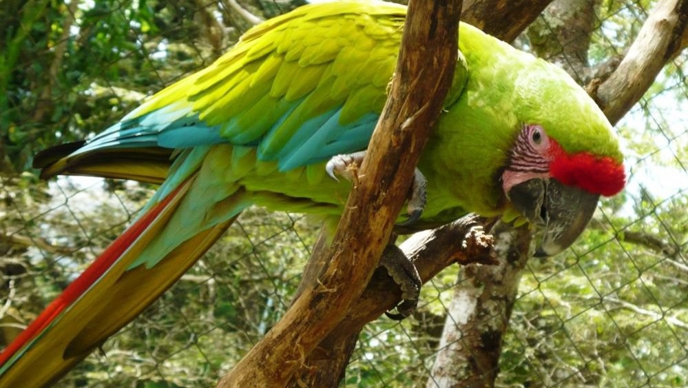 El Nispero Zoo och Botaniska trädgård