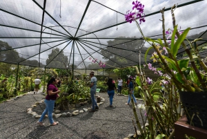 From Panama City: Gamboa Rainforest Guided Tour with Lunch