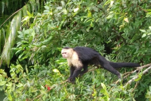 From Panama City: Panama Canal and Monkey Island Tour