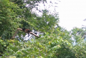 From Panama City: Panama Canal and Monkey Island Tour