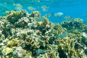 Panama City/Portobelo: Catamaran Trip w/Snorkeling and Lunch