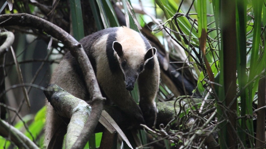 Parc National de Soberania
