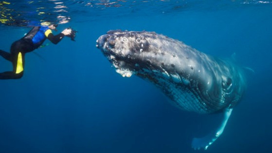 Valaiden tarkkailu Panama