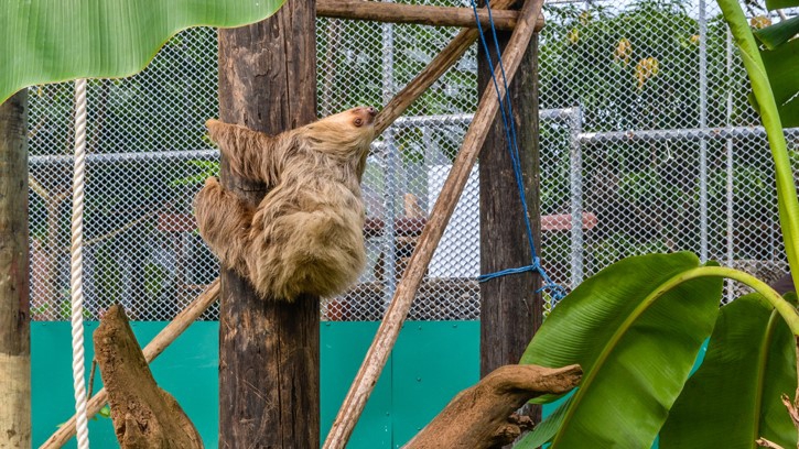 Zoo Safarick's María Chiquitassa