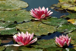 Excursion en minivan depuis Paris : les Jardins de Monet à Giverny