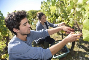 Desde París: Excursión de un día al champán en grupo reducido con seis catas