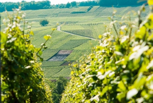 Desde París: Excursión de un día al champán en grupo reducido con seis catas