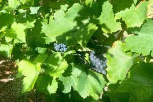 Privat VIP-tur i Champagne Ruinart, Moet Chandon med Mercedes