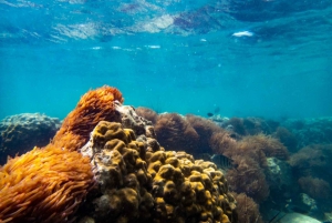 Desde Bangkok: Exploración del mar esmeralda de Pattaya