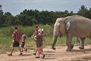 From Bangkok: Pattaya Ethical Elephant Sanctuary Day Trip