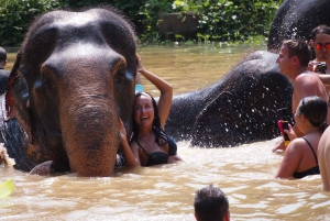 From Bangkok: Pattaya Ethical Elephant Sanctuary Day Trip