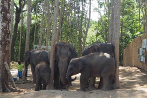From Bangkok: Pattaya Ethical Elephant Sanctuary Day Trip