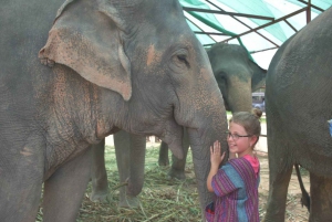 From Bangkok: Pattaya Ethical Elephant Sanctuary Day Trip