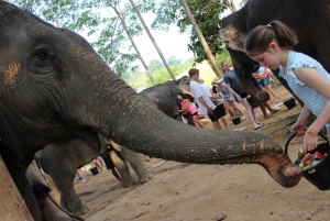 From Bangkok: Pattaya Ethical Elephant Sanctuary Day Trip