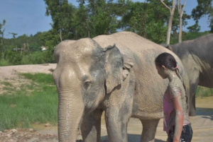 From Bangkok: Pattaya Ethical Elephant Sanctuary Day Trip
