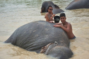 From Bangkok: Pattaya Ethical Elephant Sanctuary Day Trip