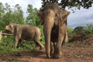 From Bangkok: Pattaya Ethical Elephant Sanctuary Day Trip