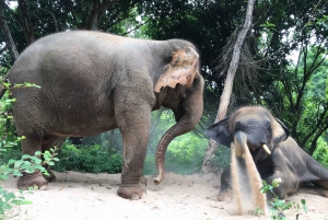 From Bangkok: Pattaya Ethical Elephant Sanctuary Day Trip