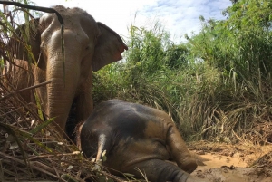 From Bangkok: Pattaya Ethical Elephant Sanctuary Day Trip