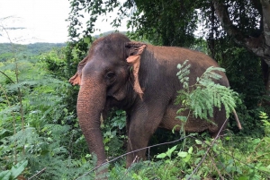 From Bangkok: Pattaya Ethical Elephant Sanctuary Day Trip