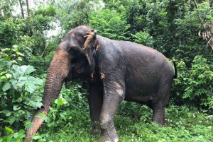 From Bangkok: Pattaya Ethical Elephant Sanctuary Day Trip