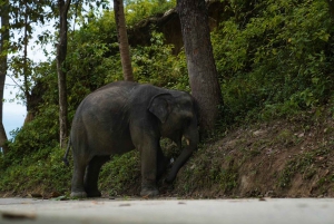 Patong Highlights: Elephant Sanctuary Tour with Transfer