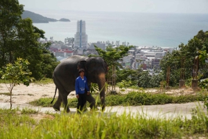 Patong Highlights: Elephant Sanctuary Tour with Transfer