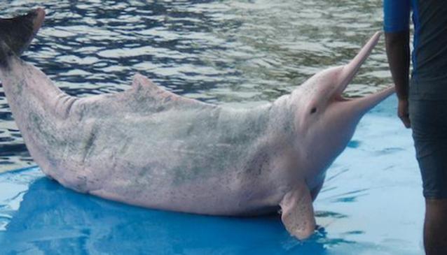 Pattaya Dolphin World Show