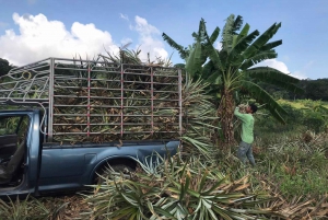 Pattaya: Elephant Sanctuary Tour with Thai Lunch