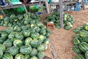 Pattaya: Elephant Sanctuary Tour with Thai Lunch