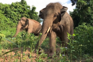 Pattaya: Elephant Sanctuary Tour with Thai Lunch