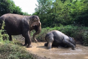 Pattaya: Elephant Sanctuary Tour with Thai Lunch