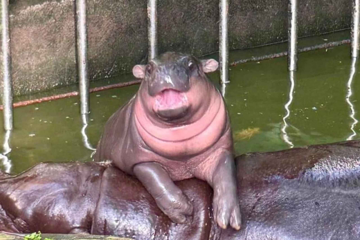 Transfer till Khao Kheow Open Zoo